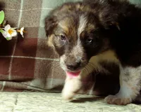 Merlin, a male Border Collie and German Shepherd Dog for sale in Rockland, MI – 3 of 5