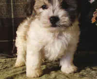 Sauvignon Blanc, a male Maltipoo for sale in Rockland, MI – 3 of 4