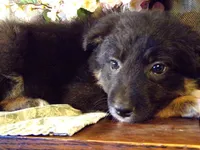 Martha, a female Border Collie and German Shepherd Dog for sale in Rockland, MI – 1 of 4