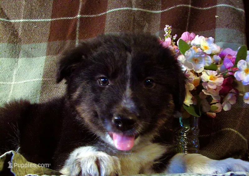 Marvin – Border Collie, German Shepherd Dog puppy for sale in Rockland, MI