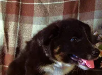 Marvin, a male Border Collie and German Shepherd Dog for sale in Rockland, MI – 2 of 4