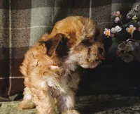 Chardonnay, a female Maltipoo for sale in Rockland, MI – 2 of 3