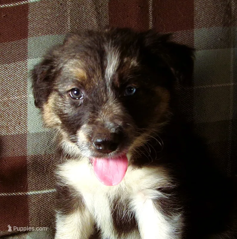 Merlin – Border Collie, German Shepherd Dog puppy for sale in Rockland, MI