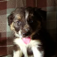 Merlin, a male Border Collie and German Shepherd Dog for sale in Rockland, MI – 1 of 5