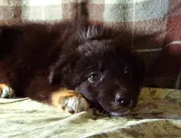Martha, a female Border Collie and German Shepherd Dog for sale in Rockland, MI – 2 of 4