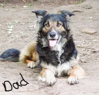 McGregor, a female Border Collie and German Shepherd Dog for sale in Rockland, MI – 4 of 4