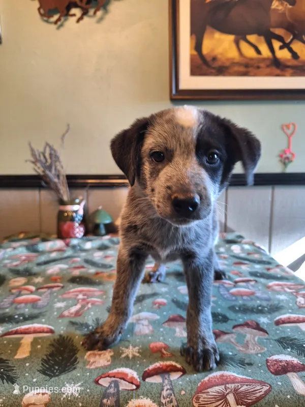 Boy 1 – Australian Cattle Dog puppy for sale in Canton, OH