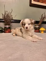 Red Merle boy, a male Miniature Australian Shepherd for sale in Canton, OH – Photo 1 of 2