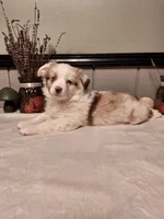 Red Merle boy, a male Miniature Australian Shepherd for sale in Canton, OH – Photo 2 of 2