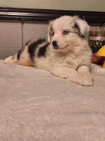 Blue Merle Boy, a male Miniature Australian Shepherd for sale in Canton, OH – Photo 3 of 4
