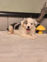 Blue Merle Boy, a male Miniature Australian Shepherd for sale in Canton, OH – Photo 2 of 4