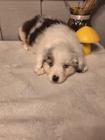 Blue Merle Boy, a male Miniature Australian Shepherd for sale in Canton, OH – Photo 4 of 4