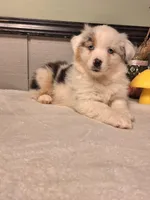 Blue Merle Boy, a male Miniature Australian Shepherd for sale in Canton, OH – Photo 1 of 4