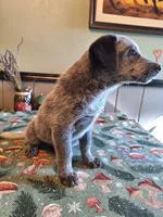 Boy 1, a male Australian Cattle Dog for sale in Canton, OH – 5 of 5