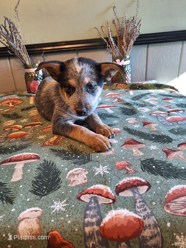 Girl 3 – Australian Cattle Dog puppy for sale in Canton, OH