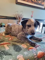 Boy 1, a male Australian Cattle Dog for sale in Canton, OH – 3 of 5