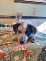 Boy 1, a male Australian Cattle Dog for sale in Canton, OH – 2 of 5