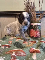 processed/ff19f6db-87ac-4b0a-9447-8b1493f238a2/listing/618c7855-d187-49a3-a91b-d25fd357e2b1/11a797f2-1a1d-4742-93b1-b80b9658fc50