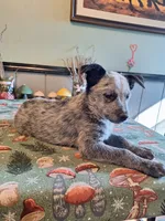 Heeler girl, a female Australian Cattle Dog for sale in Canton, OH – 2 of 3