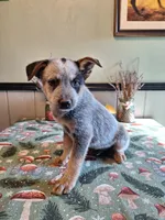 Boy 2, a male Australian Cattle Dog for sale in Canton, OH – 4 of 4
