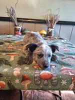 Heeler girl, a female Australian Cattle Dog for sale in Canton, OH – 3 of 3