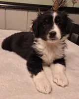 Black Tri Boy, a male Miniature Australian Shepherd for sale in Canton, OH – Photo 2 of 5