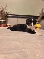 Black Tri Boy, a male Miniature Australian Shepherd for sale in Canton, OH – Photo 4 of 5