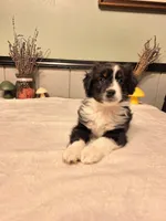 Black Tri Boy, a male Miniature Australian Shepherd for sale in Canton, OH – Photo 5 of 5