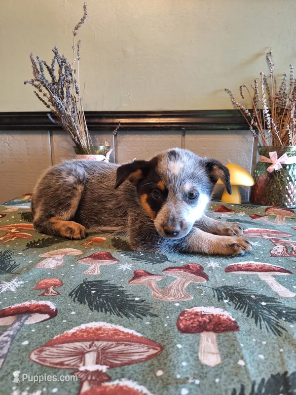 Girl 2 – Australian Cattle Dog puppy for sale in Canton, OH