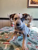 Boy 2, a male Australian Cattle Dog for sale in Canton, OH – 2 of 4