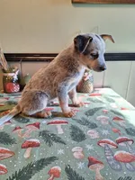 Boy 2, a male Australian Cattle Dog for sale in Canton, OH – 3 of 4