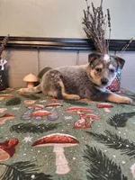 processed/ff19f6db-87ac-4b0a-9447-8b1493f238a2/listing/ccefa6f2-8f23-40b0-9944-f154afd898e6/45bf9250-f7b0-4eaf-83ac-118eabbe2d66