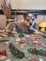 processed/ff19f6db-87ac-4b0a-9447-8b1493f238a2/listing/ccefa6f2-8f23-40b0-9944-f154afd898e6/68011529-2de6-4a6c-a9a9-320a65ce4f82