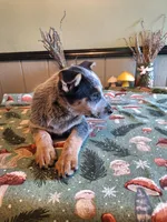 Girl 2, a female Australian Cattle Dog for sale in Canton, OH – 3 of 4