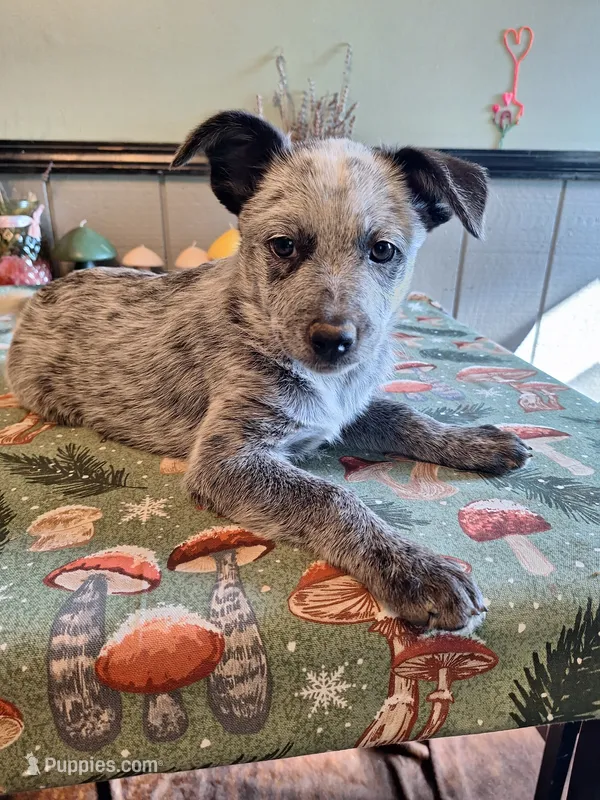 Heeler girl – Australian Cattle Dog puppy for sale in Canton, OH