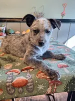 Heeler girl, a female Australian Cattle Dog for sale in Canton, OH – 1 of 3
