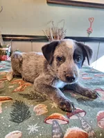 Boy 1, a male Australian Cattle Dog for sale in Canton, OH – 4 of 5