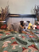 processed/ff19f6db-87ac-4b0a-9447-8b1493f238a2/listing/e1ae3244-64e5-47bb-a57b-3127083601b2/381fcdc1-94b9-4c7c-b959-1c84156a6ab4