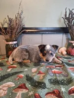 processed/ff19f6db-87ac-4b0a-9447-8b1493f238a2/listing/e1ae3244-64e5-47bb-a57b-3127083601b2/920769d8-1137-403a-8465-89e96b5d03ce