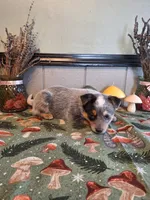 processed/ff19f6db-87ac-4b0a-9447-8b1493f238a2/listing/e1ae3244-64e5-47bb-a57b-3127083601b2/b4670bdb-fc14-4c5f-a3e2-128d54bf06d1