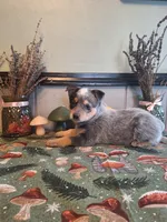 processed/ff19f6db-87ac-4b0a-9447-8b1493f238a2/listing/e1ae3244-64e5-47bb-a57b-3127083601b2/f0d2b47a-e16a-43de-8930-fba9d38e582e