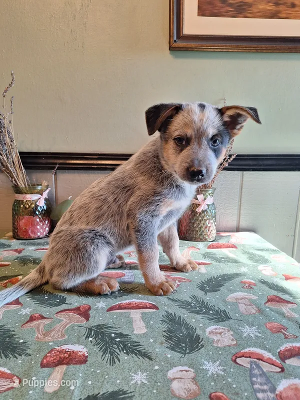 Boy 2 – Australian Cattle Dog puppy for sale in Canton, OH