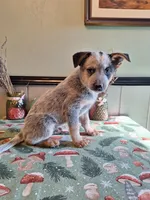Boy 2, a male Australian Cattle Dog for sale in Canton, OH – 1 of 4