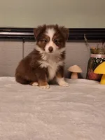 Red Tri boy, a male Miniature Australian Shepherd for sale in Canton, OH – Photo 2 of 4