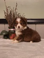 Red Tri boy, a male Miniature Australian Shepherd for sale in Canton, OH – Photo 3 of 4