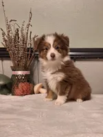 Red Tri boy, a male Miniature Australian Shepherd for sale in Canton, OH – Photo 4 of 4