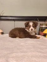 Red Tri boy, a male Miniature Australian Shepherd for sale in Canton, OH – Photo 1 of 4