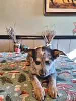 Girl 2, a female Australian Cattle Dog for sale in Canton, OH – 4 of 4