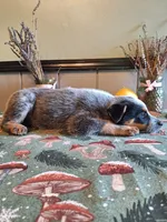 Girl 2, a female Australian Cattle Dog for sale in Canton, OH – 2 of 4