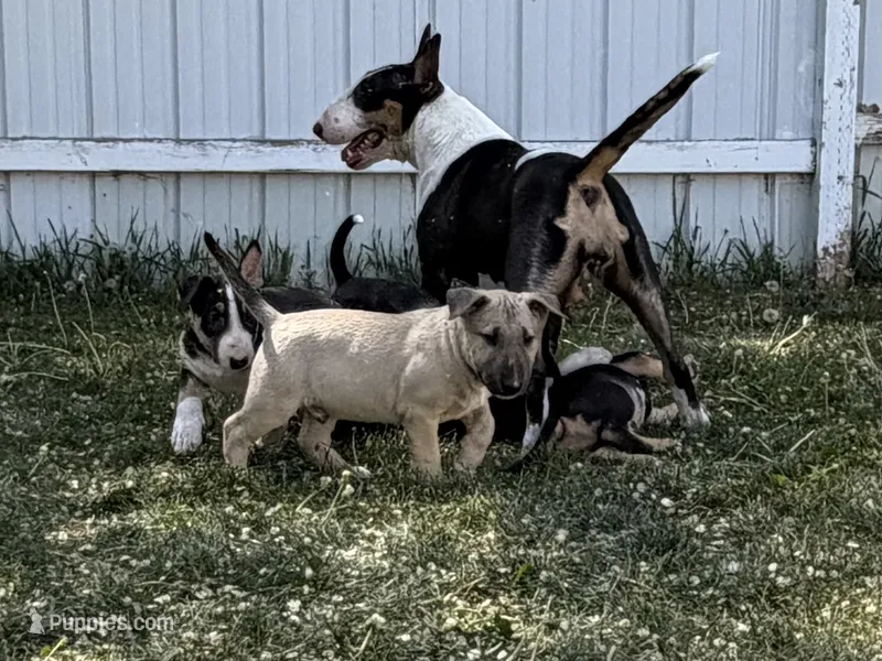 Carl – Bull Terrier puppy for sale in Colville, WA